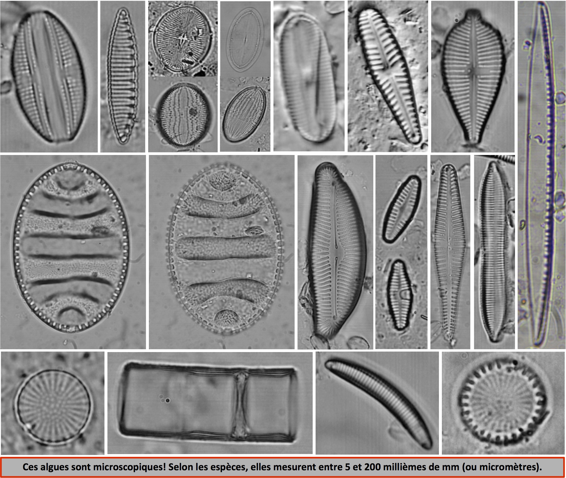 Diatomées3a